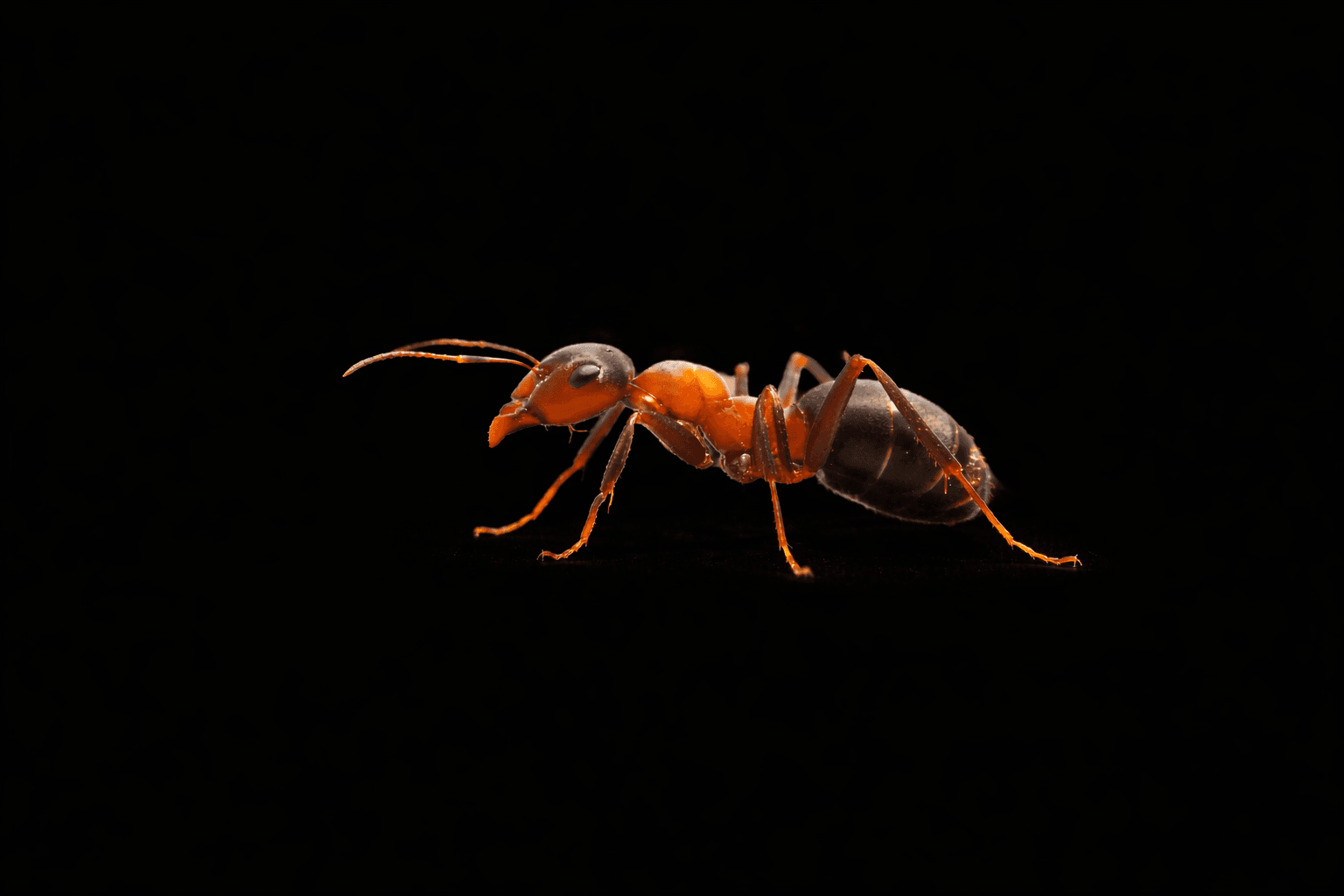 The Scalping Ant Indicator Suite logo